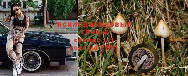 стаф Белокуриха